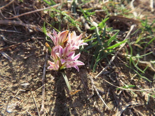Image of Lachenalia corymbosa by (c) linkie, some rights reserved (CC BY)