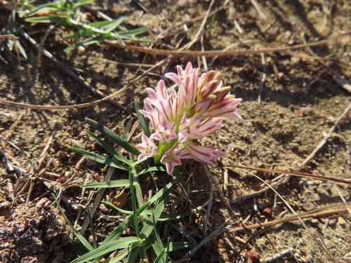 Lachenalia corymbosa