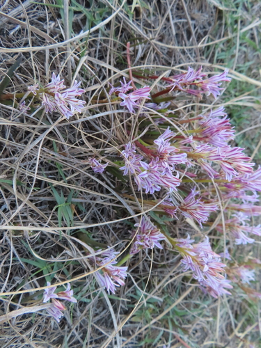 Lachenalia corymbosa