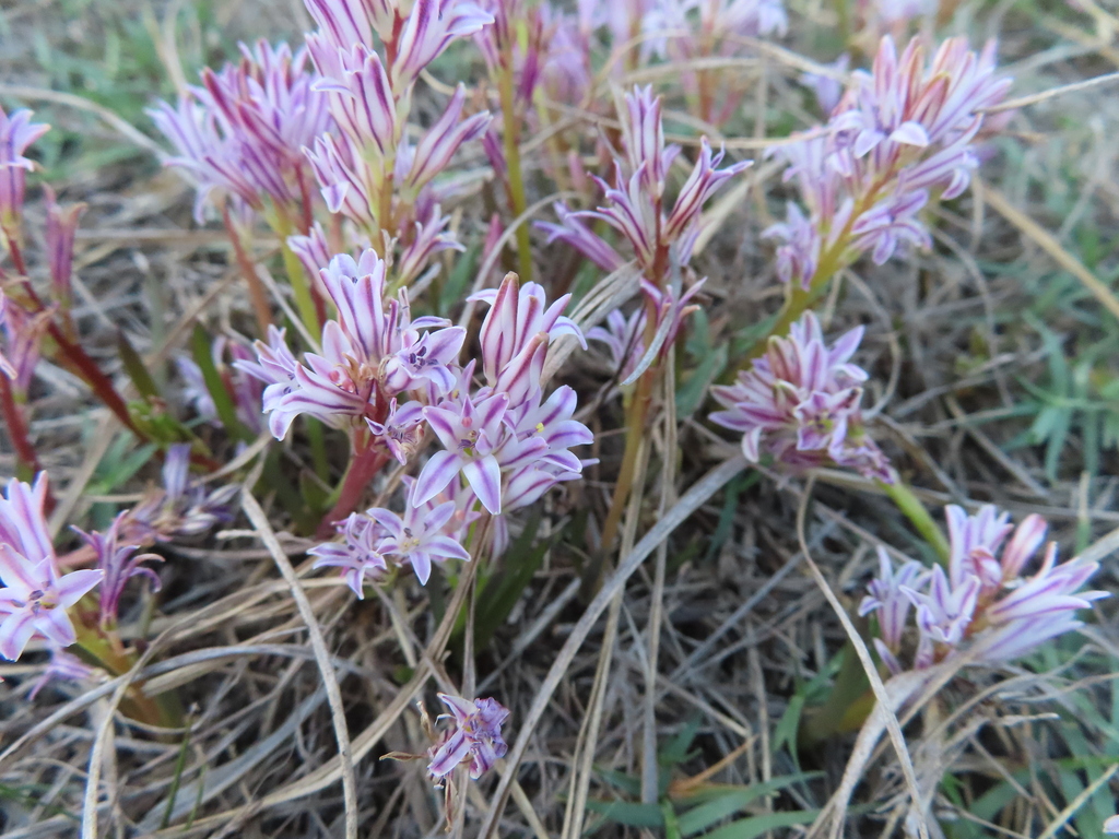 Lachenalia corymbosa, Somerset West, Cape Town, South Africa