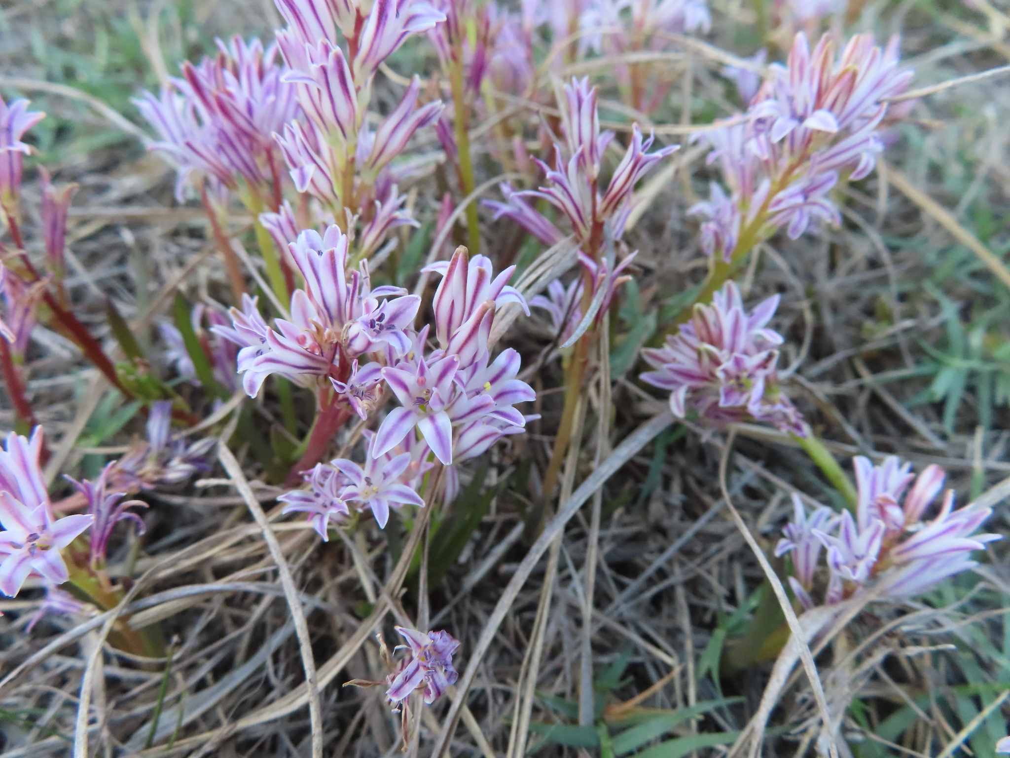 Corymb Polyxena (Lachenalia corymbosa)