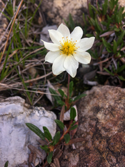 Dryas integrifolia