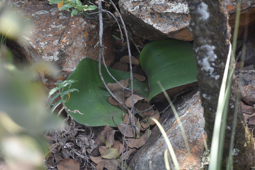 Image of Haemanthus humilis by (c) Justin Ponder, some rights reserved (CC BY)
