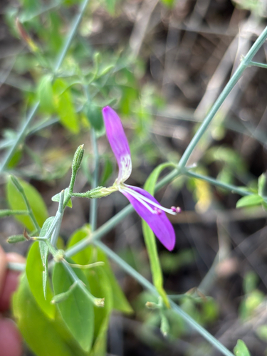 Weipe Foldwing (Dicliptera cliffordii)