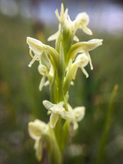 Platanthera huronensis