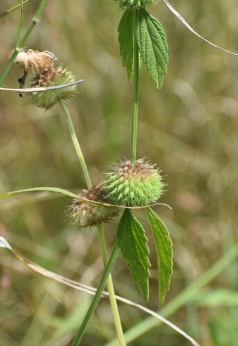 Image of Leucas martinicensis by (c) Justin Ponder, some rights reserved (CC BY)