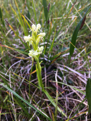 Platanthera huronensis