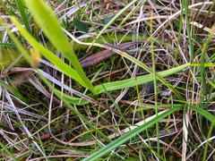 Platanthera huronensis