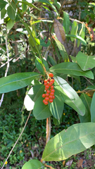 Citharexylum caudatum