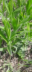 Pentanema germanicum, photograph ÖkopatóPál, CC0, iNaturalist via GBIF