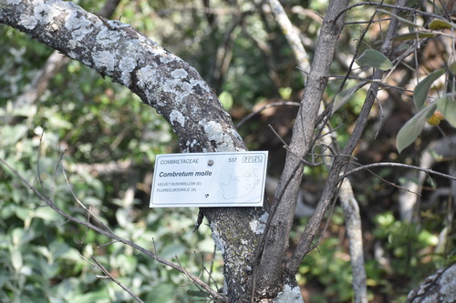 Image of Combretum molle by (c) Justin Ponder, some rights reserved (CC BY)