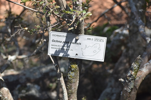 Magalies Ochna (Ochna pretoriensis)