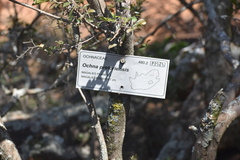 Magalies Ochna (Ochna pretoriensis)