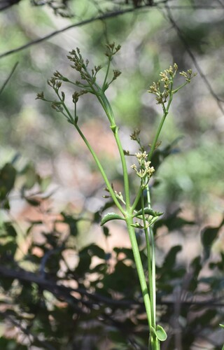 Image of Kalanchoe sexangularis by (c) Justin Ponder, some rights reserved (CC BY)