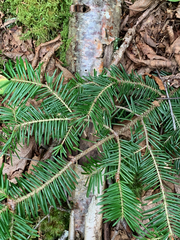 Abies balsamea image