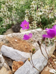 Phemeranthus calycinus