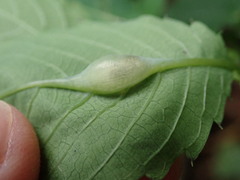 Neolasioptera impatientifolia