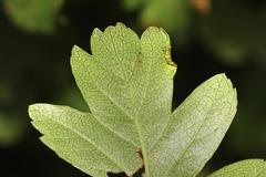 Phyllocoptes goniothorax