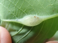 Neolasioptera impatientifolia