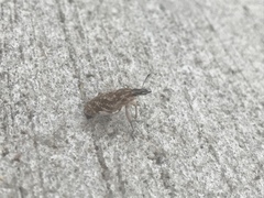 Cyphocleonus achates