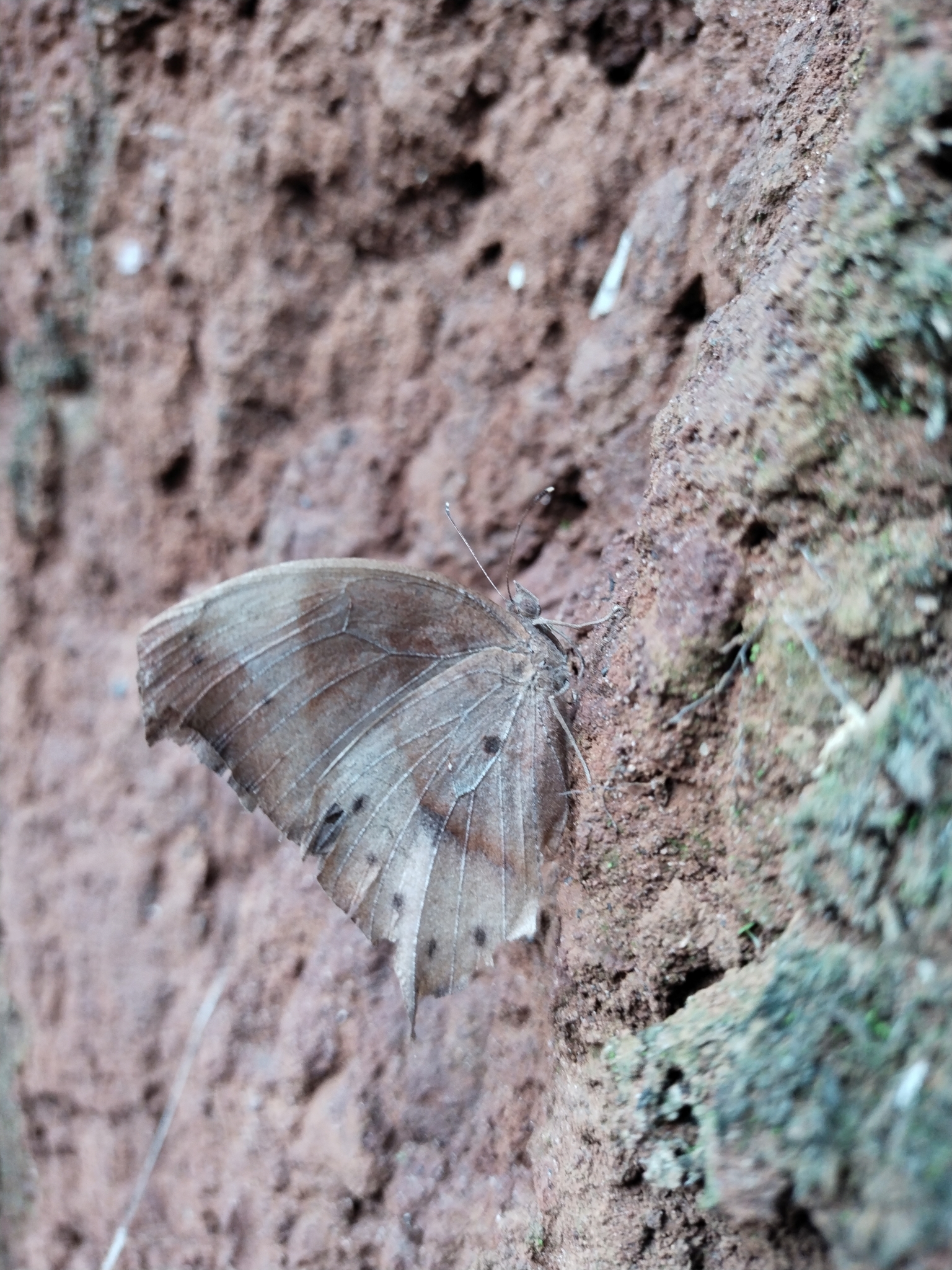 Dark Evening Brown