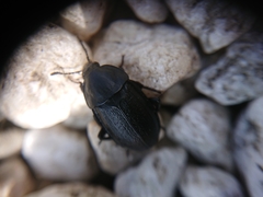 Silpha tyrolensis