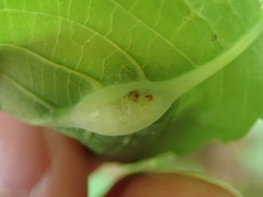 Neolasioptera impatientifolia