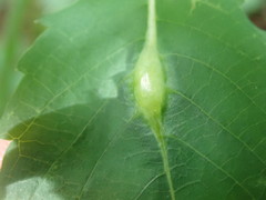 Neolasioptera impatientifolia