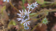 Jasione