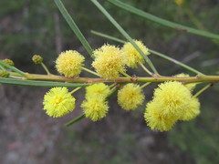 Acacia elongata