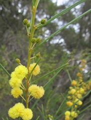 Acacia elongata
