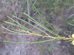 Acacia elongata