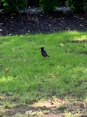 Sturnus vulgaris