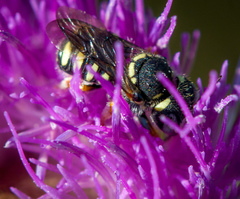 Pseudoanthidium nanum