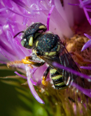 Pseudoanthidium nanum