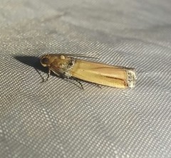 Dasypyga alternosquamella