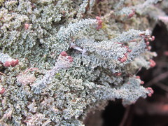 Cladonia parasitica