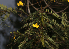 Senna multijuga, photograph (c) Lachlan Copeland, some rights reserved (CC BY-SA)