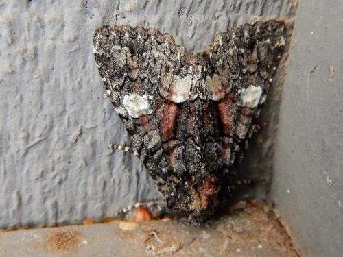 Wandering Brocade Moth