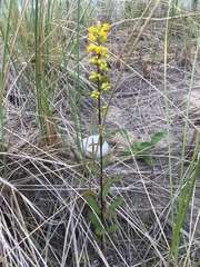Solidago hispida huronensis