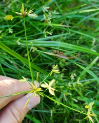 Cyperus dentatus