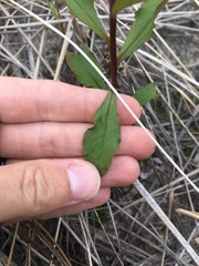 Solidago hispida huronensis