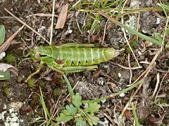 Miramella carinthiaca