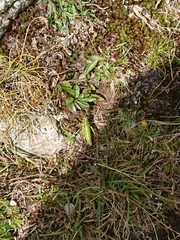 Miramella carinthiaca