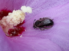 Systropha curvicornis