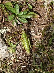 Miramella carinthiaca