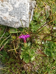 Primula minima