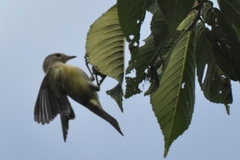 Vireo philadelphicus