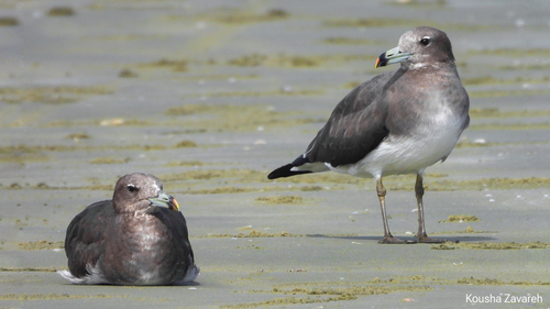 Sooty Gull