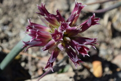 Allium monticola